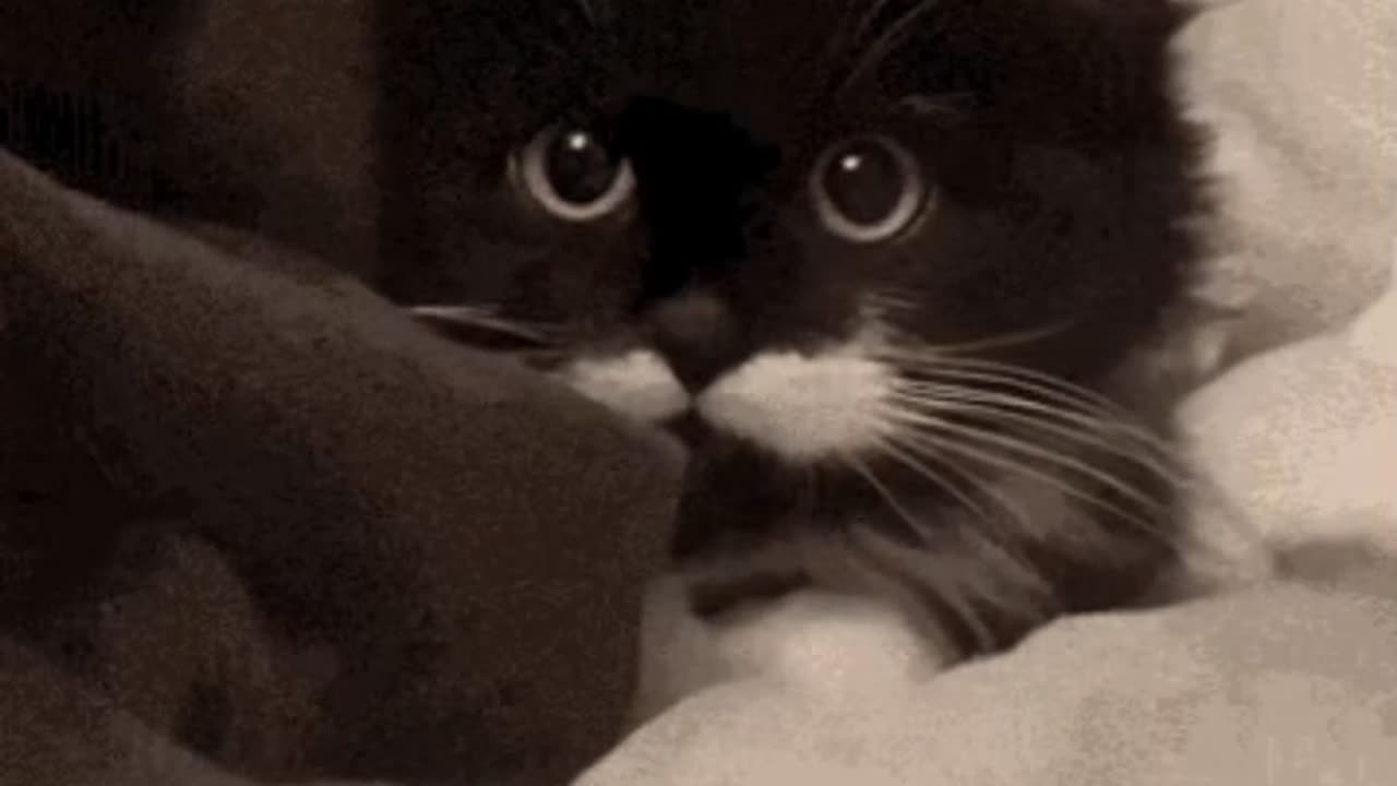 Cute Cat Gif