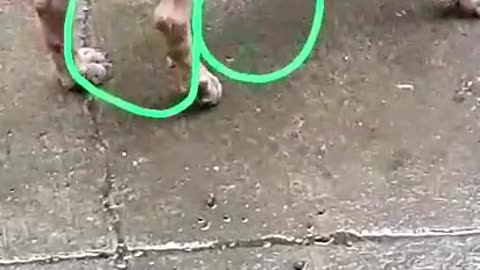 Injured Dog #doglover #rescuestraydogs #cat #animals #instastrays
