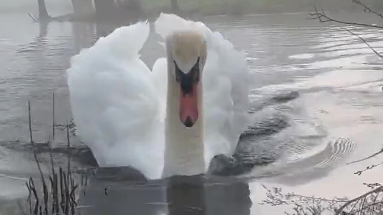 Elegance Personified: 🦢 Embrace the Grace and Beauty of This Swan!