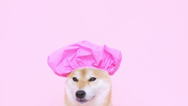 Cute dog wearing a pink hair cover