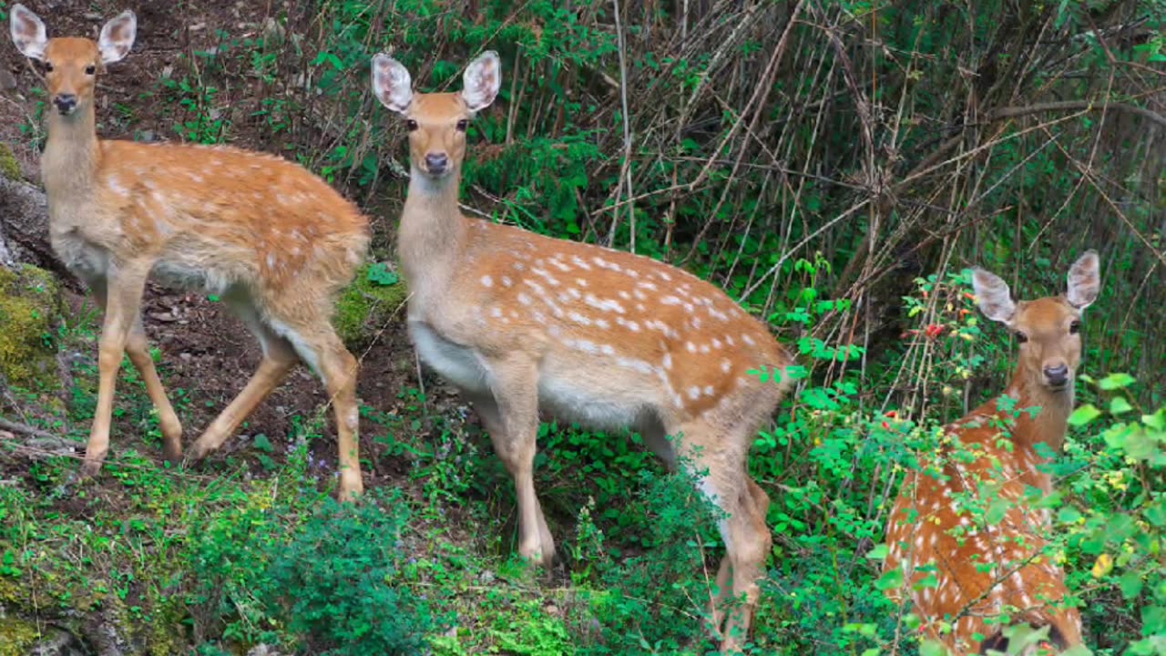 Nature and wildlife