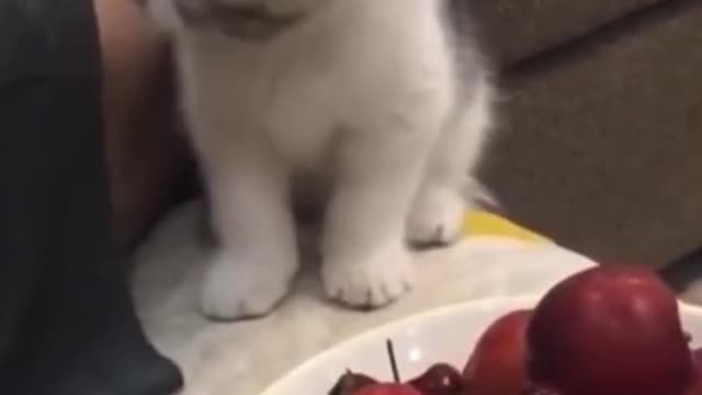 Little cats🥰❤️