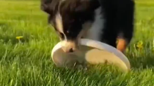 Funny animals fails shorts