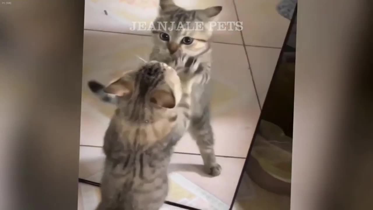 Funniest Cats and Dogs Videos Best Funny Catss