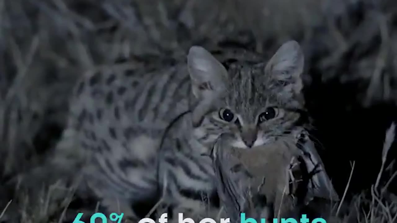 Black-Footed Cat Is The Deadliest Wildcat In The World