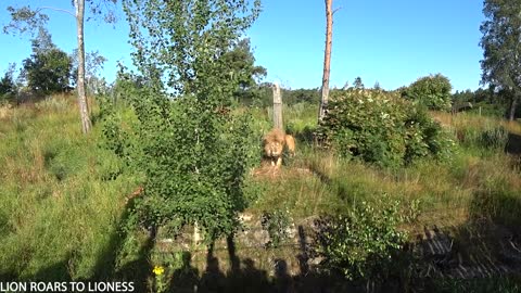 Lion roars on Lioness