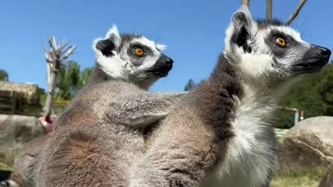 The lemur