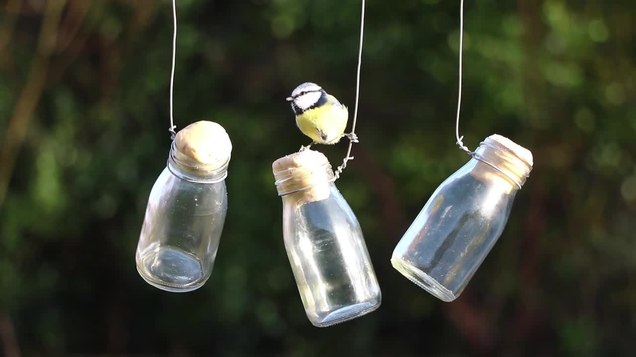 blue tit bird