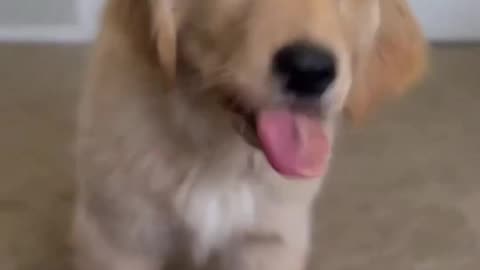 Puppy tries peanut butter for the first time ⚡