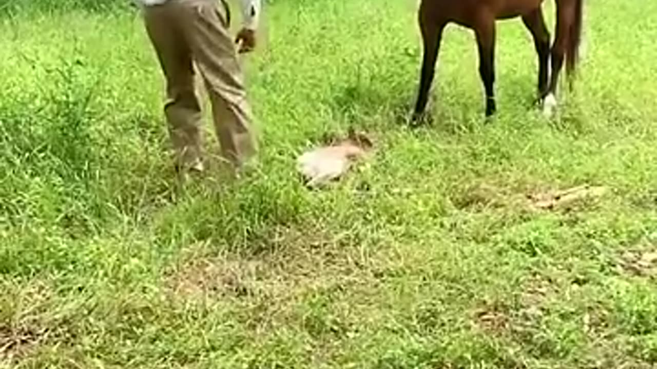 Awesomeness - man gets a kiss for helping this mother out