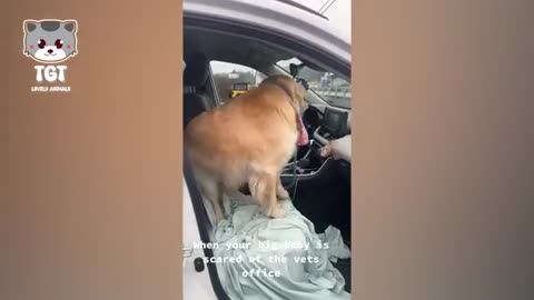 When Dogs Realizing They're Going to the Vet 🤣 Funniest Reaction