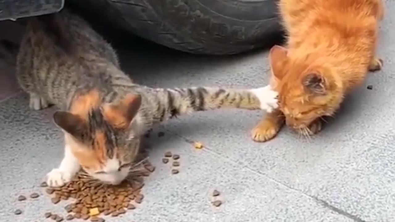 Stingy cat