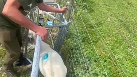 Sheep farming