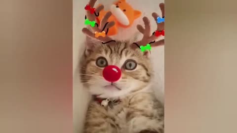 HOUR FUNNY CATS COMPILATION 2022😂_ Funny and Cute Cat Videos😸 ! - 132