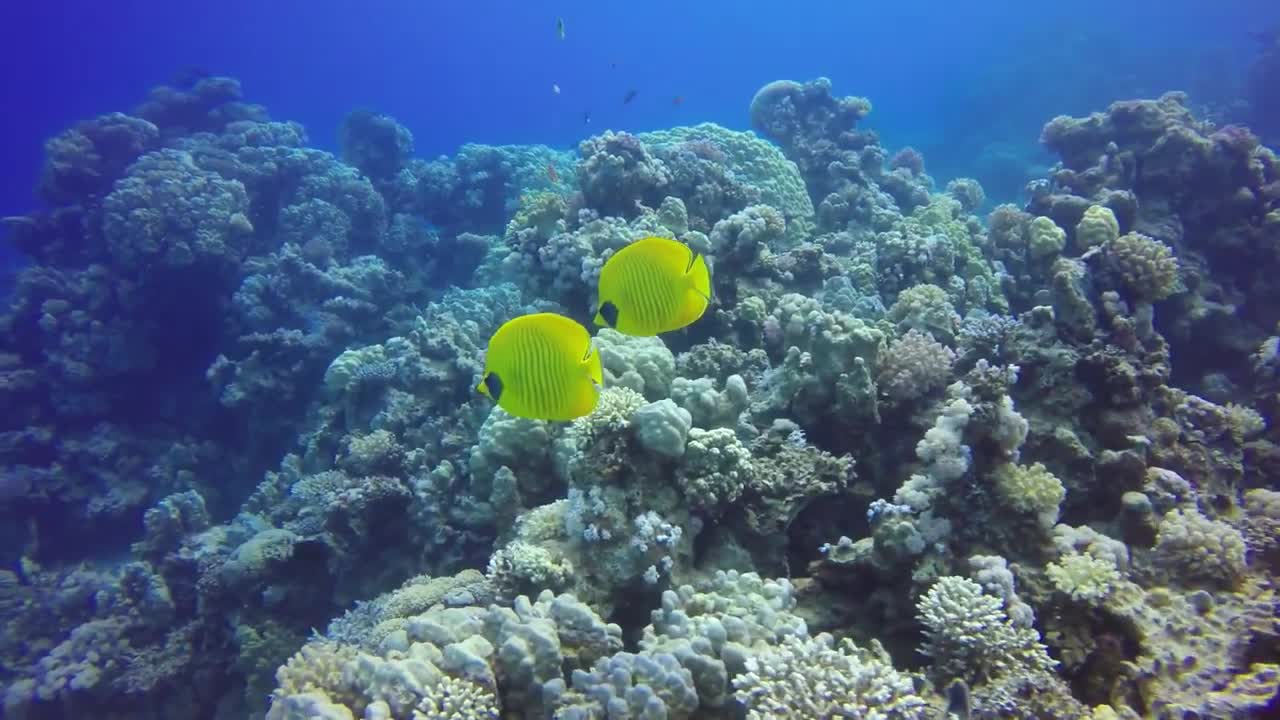 Bluecheek Butterfly fish/Golden Butterfly Fish - Marine Life