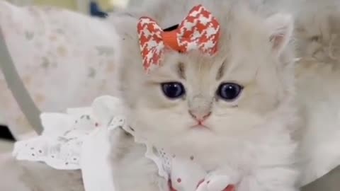 Cute Kitten Dressed Up