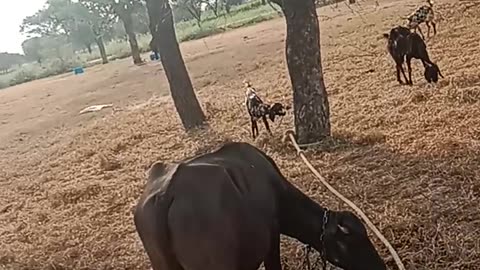 #animal funny moments in usa