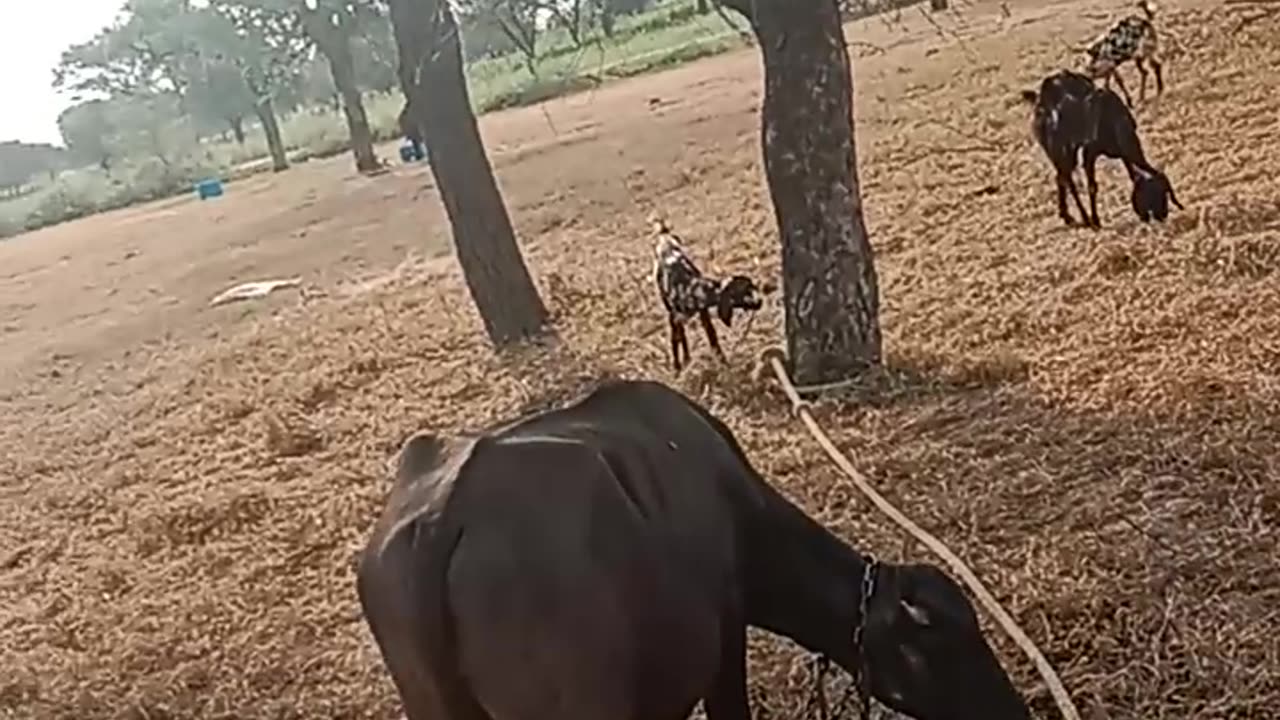 #animal funny moments in usa