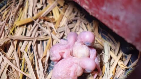 Budgie growth stages 🥰