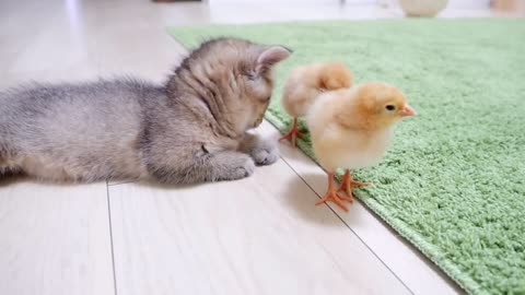 Looking back on how kitten Kiki met tiny chicks for the first time