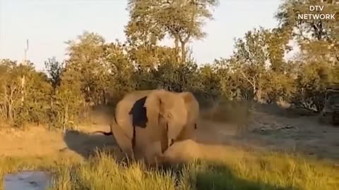 Big batlle of Rhino vs Lion , ELephant | Mother Rhino save baby new born from Lion hunts