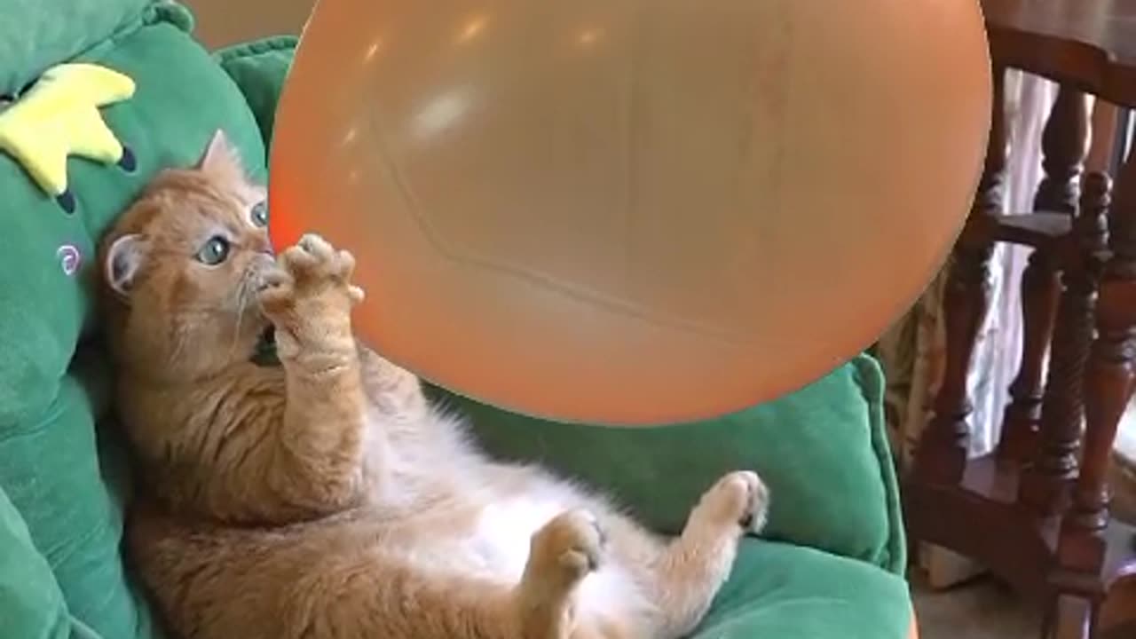 A cat pump a balloon amazing