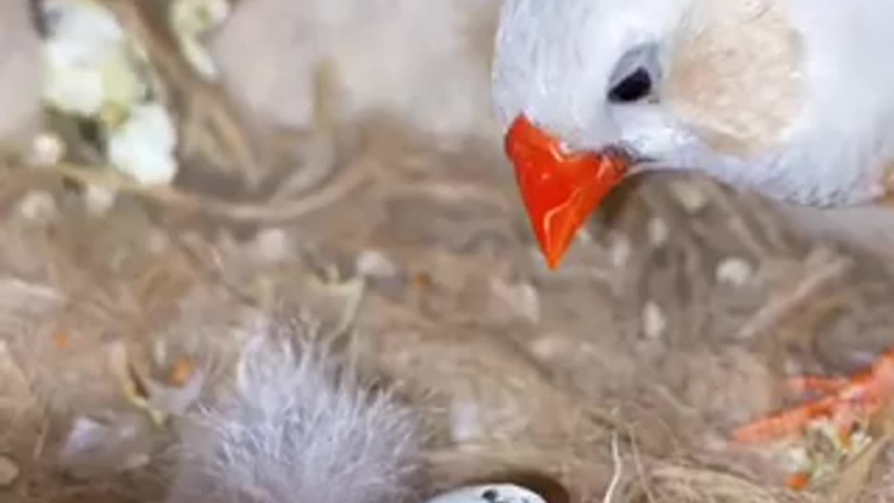 Beautiful bird 🦅