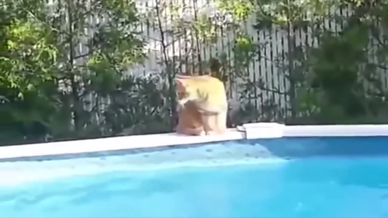 Cats VS water