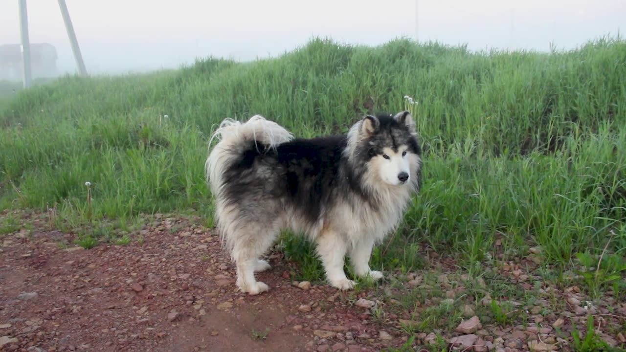 An Alaskan Malamute Sitting on the Ground