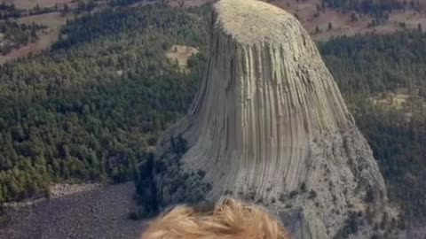 Giants? Trees? LIES?
