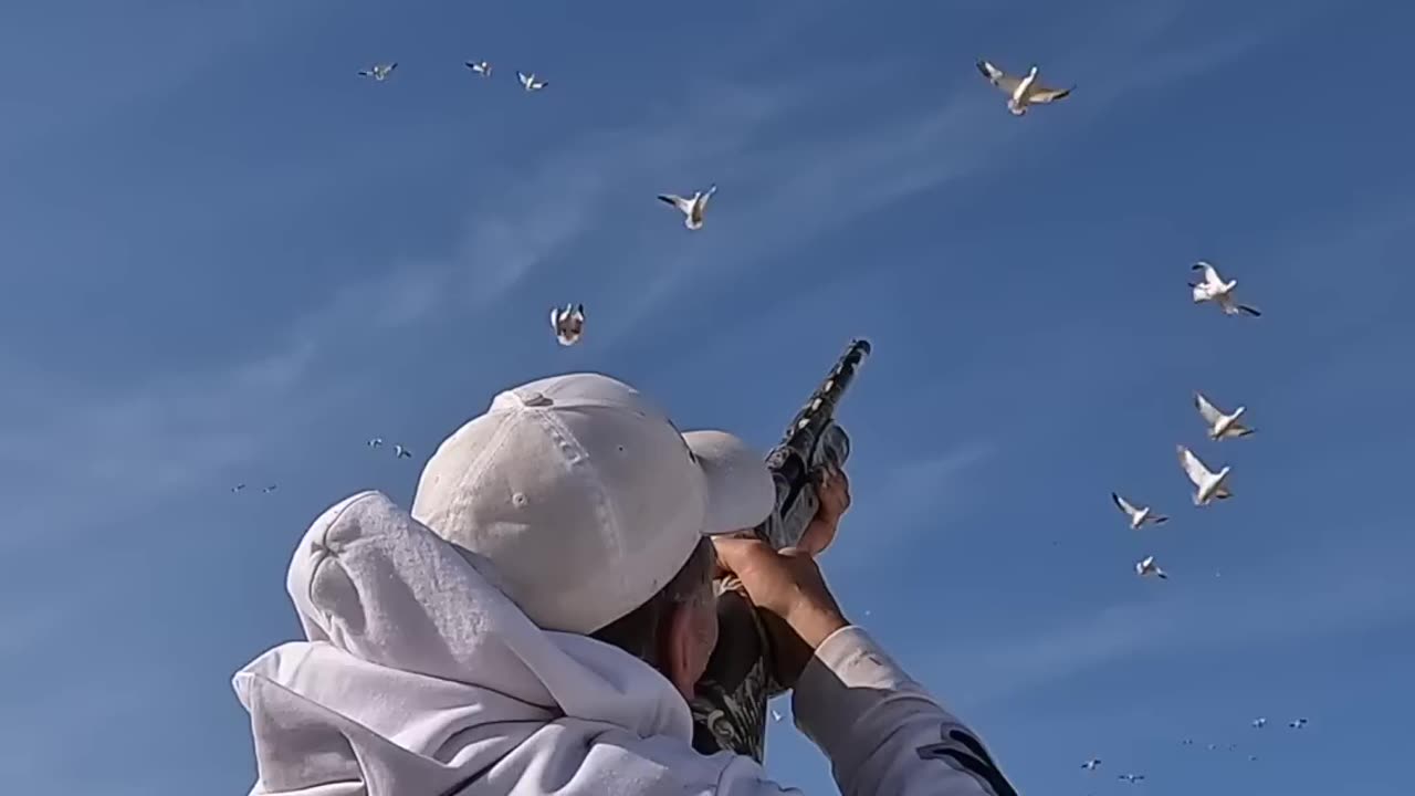 SNOW GOOSE HUNTING