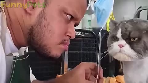best funniest animal videos 2023 😂 funny cats and dogs 😹🐶