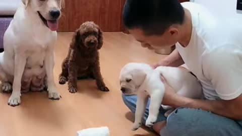 You will get STOMACH ACHE FROM LAUGHING SO HARD🐶Funny Dog