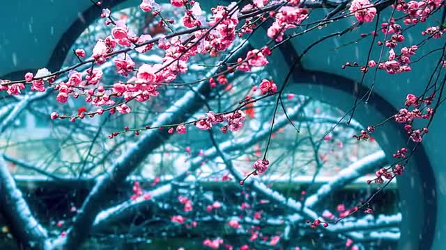 #Snow Scenery # Plum Blossoms # Scenery