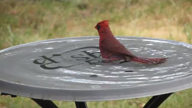 Bird Bath