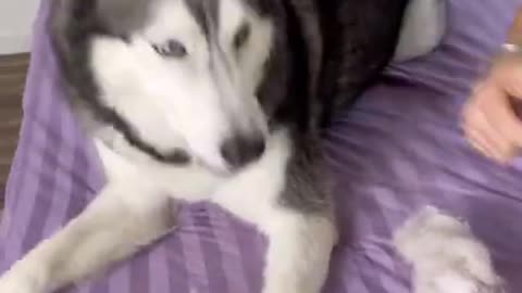Haircut Prank on Meeka Goes Wrong