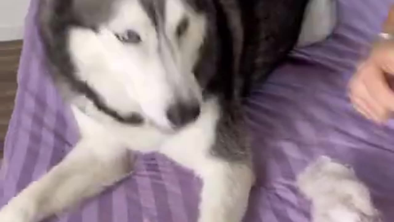 Haircut Prank on Meeka Goes Wrong