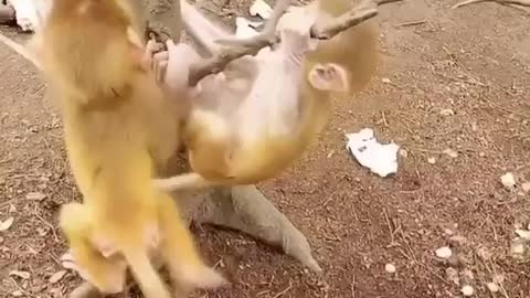Monkeys full masti