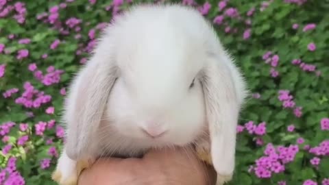 Little folding rabbit cute