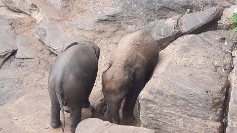 Twin Elephant babies