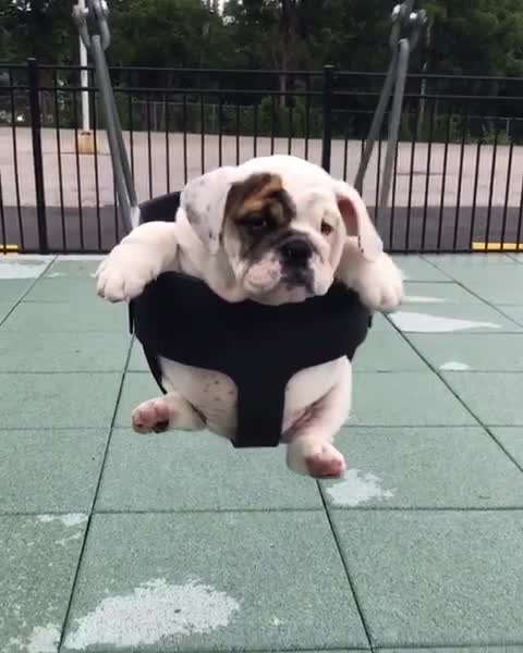 Bulldog puppy swings like a mini wrecking ball