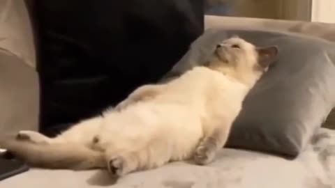 what da cat doin????