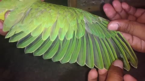 How To Trim Ring Neck Parrot chicks wings some easy tips in Urdu Hindi_p6