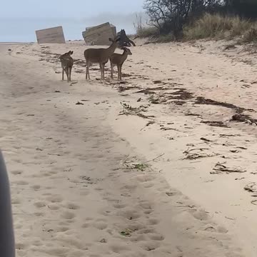 WE’VE GOT DEER STALKERS