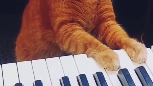 Cat is playing on piano