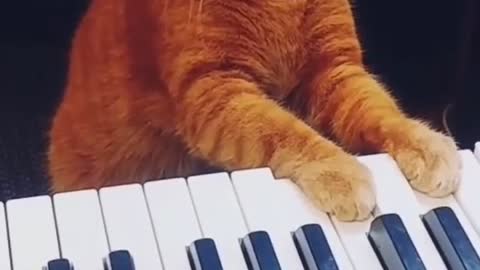 Cat is playing on piano