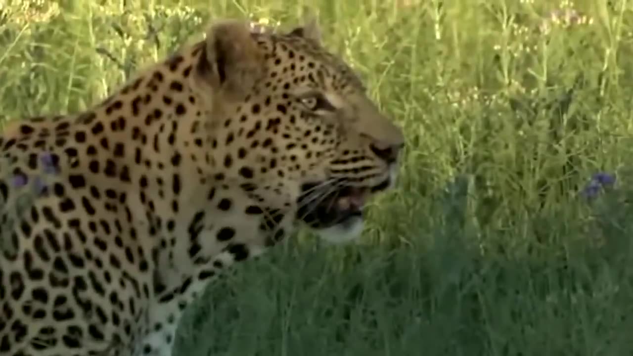 Strongest_Animals_in_Africa-Buffalo_vs_Leopard_Lion_Receives_Fierce_Attack_from_The_Buffalo_(1080)