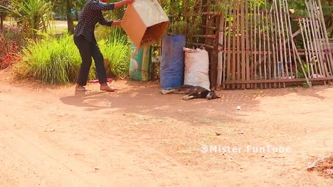 Street dogs prank funny video