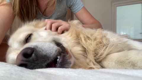 What My Golden Retriever thinks pleasure looks like