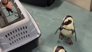 Penguins moved to safety at Florida Aquarium as Hurricane Milton nears